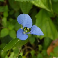 Commelina diffusa Burm.f.